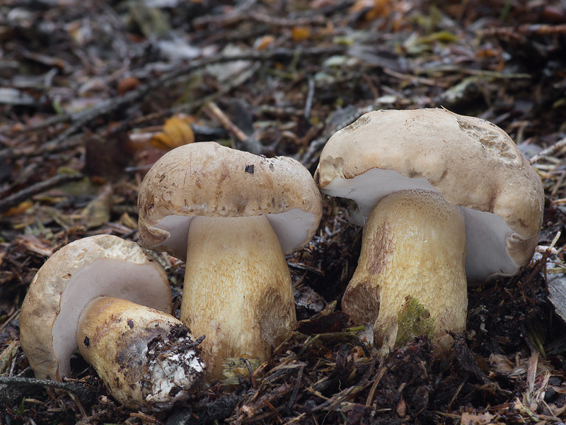 Tylopilus felleus